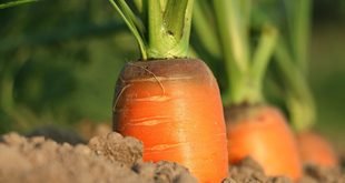 Easy Ways to Add More Vegetables to Your Meals